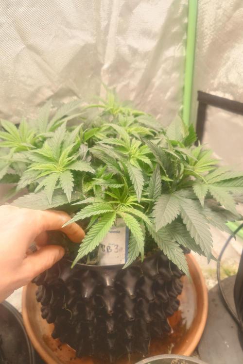 Zamnesia 🙏. Week 8