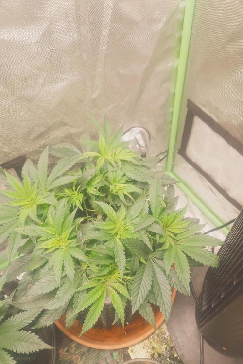 Zamnesia 🙏. Week 8