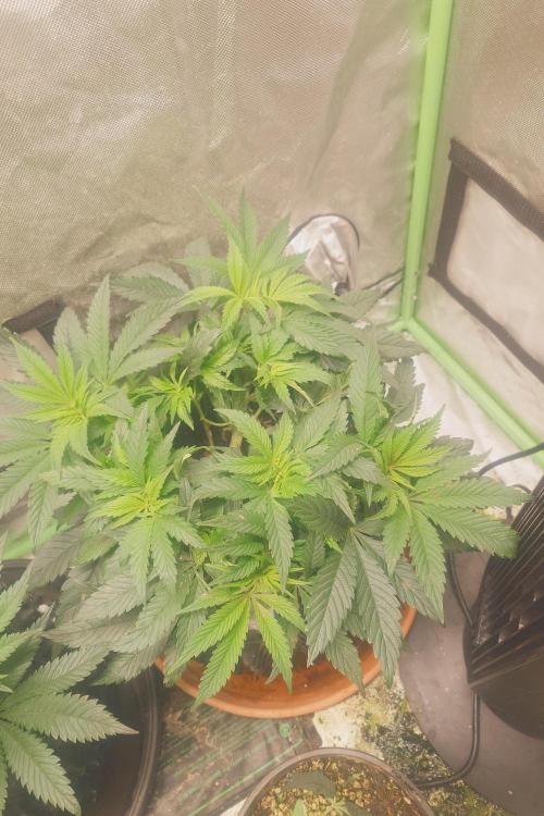 Zamnesia 🙏. Week 8