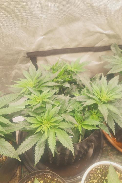 Zamnesia 🙏. Week 8