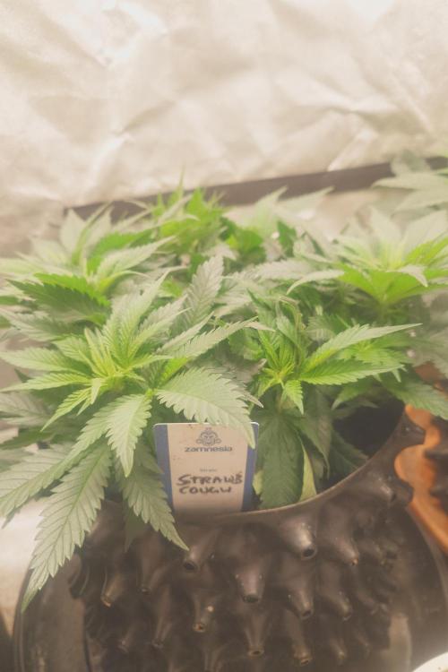 Zamnesia 🙏. Week 8