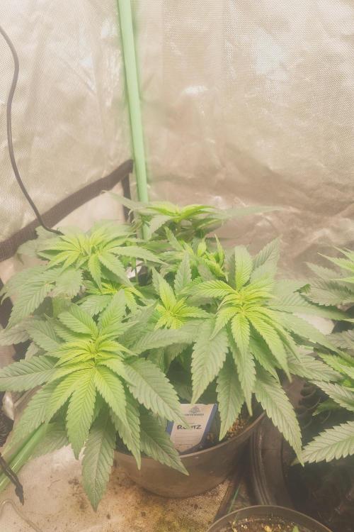 Zamnesia 🙏. Week 8