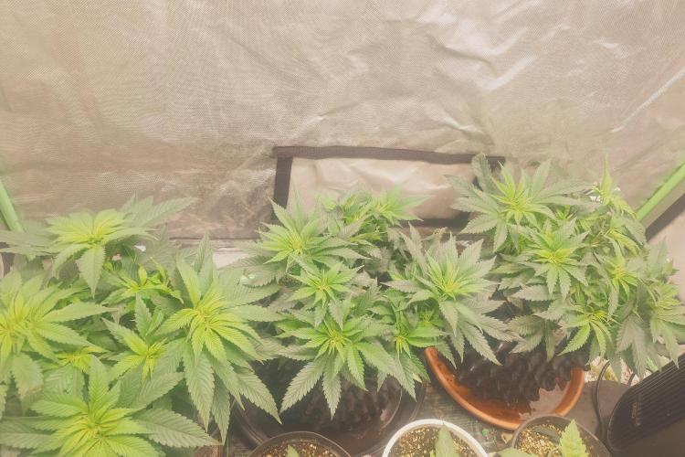 Zamnesia 🙏. Week 8