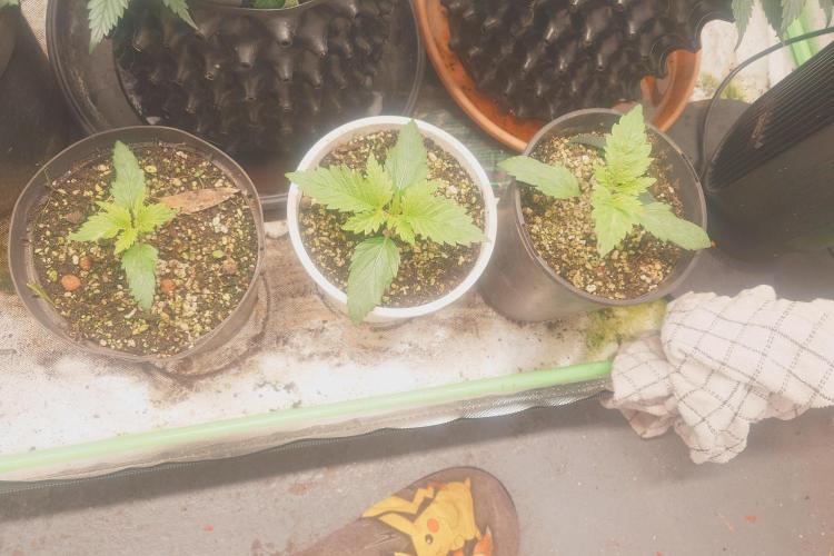 Sticky fruits. Week 4