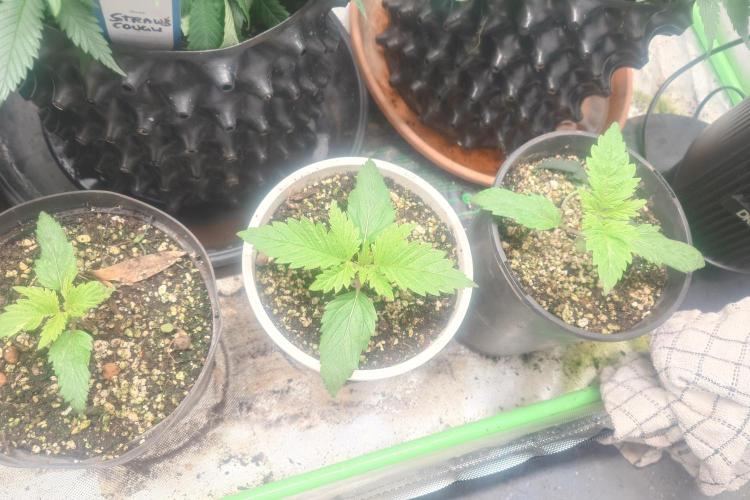 Sticky fruits. Week 4
