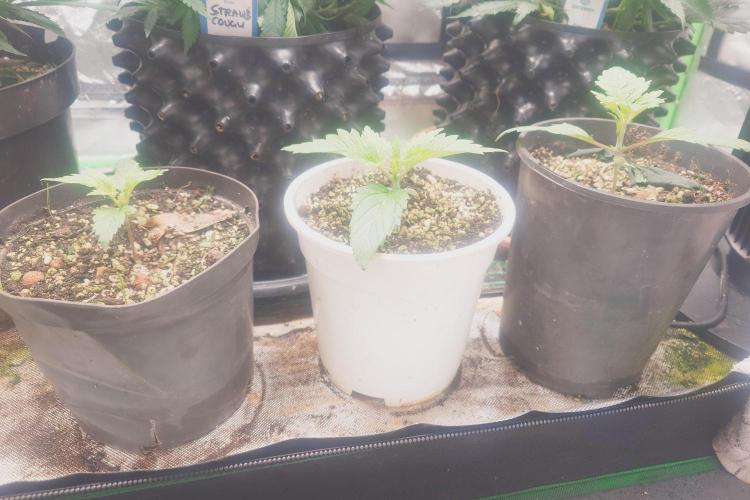 Sticky fruits. Week 4