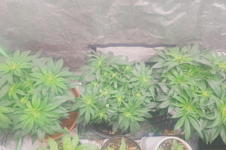Zamnesia 🙏. Week 10