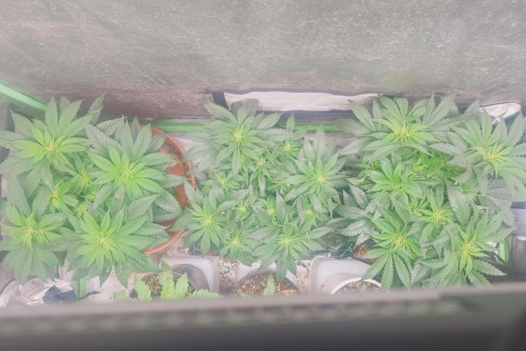 Zamnesia 🙏. Week 10