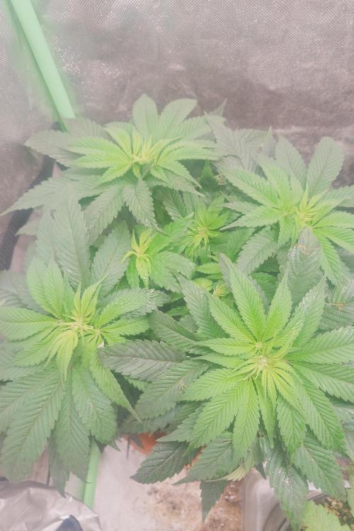 Zamnesia 🙏. Week 10