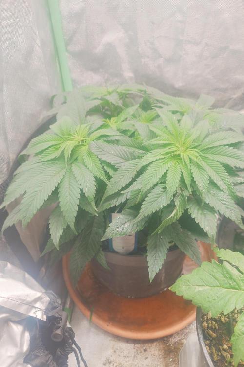 Zamnesia 🙏. Week 10