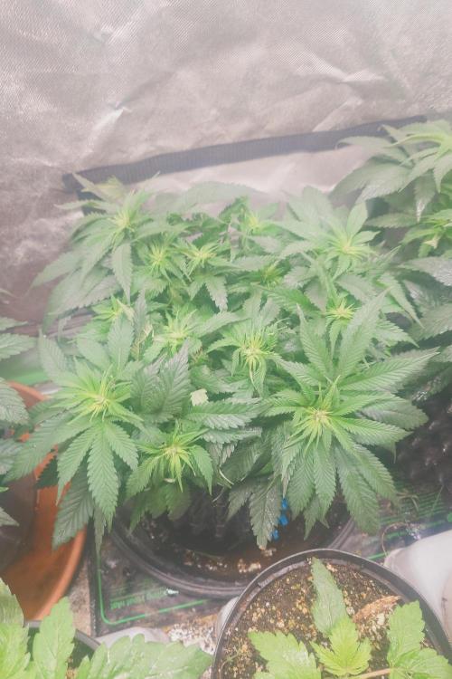 Zamnesia 🙏. Week 10