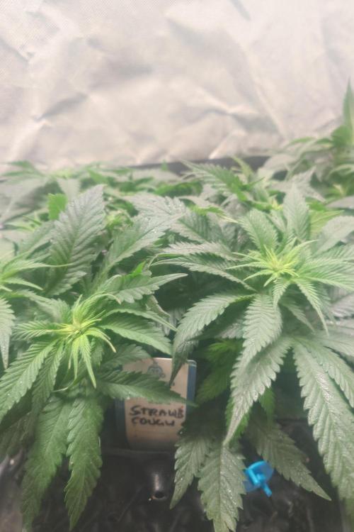 Zamnesia 🙏. Week 10