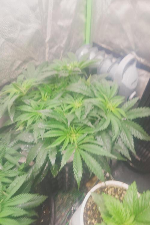 Zamnesia 🙏. Week 10