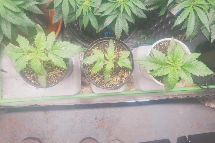 Sticky fruits. Week 5