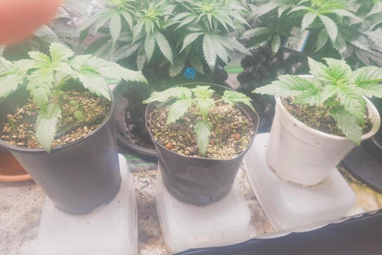 Sticky fruits. Week 5