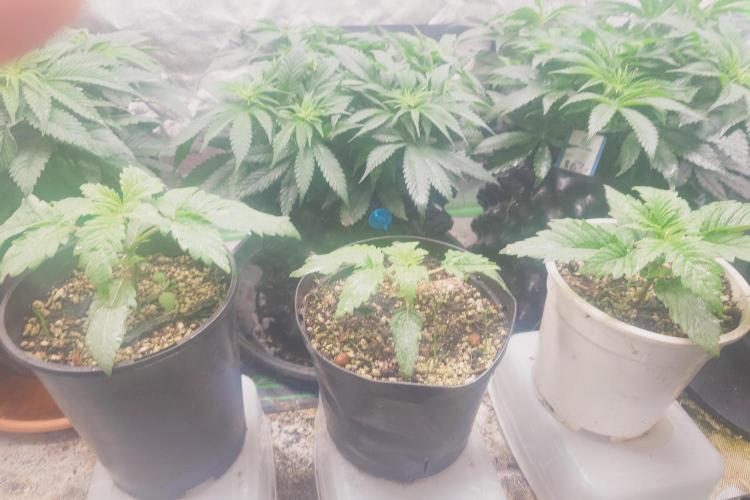 Sticky fruits. Week 5