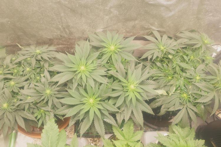 Zamnesia 🙏. Week 11