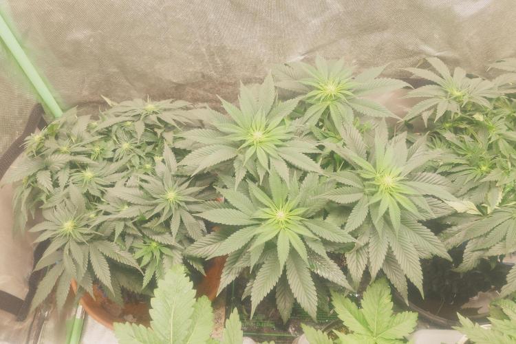 Zamnesia 🙏. Week 11