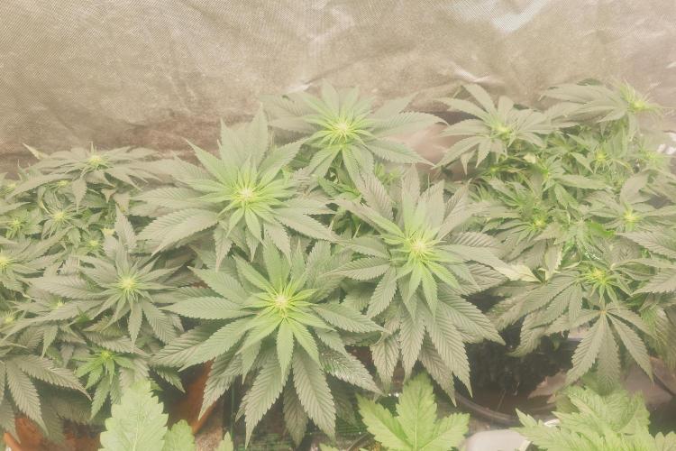 Zamnesia 🙏. Week 11