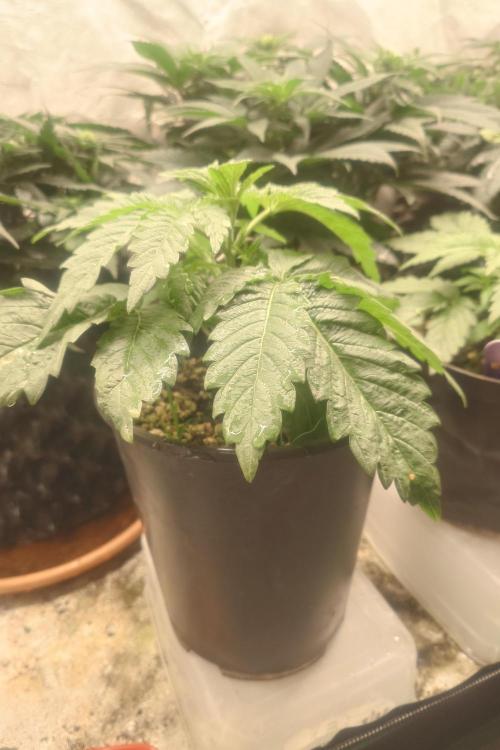 Sticky fruits. Week 6