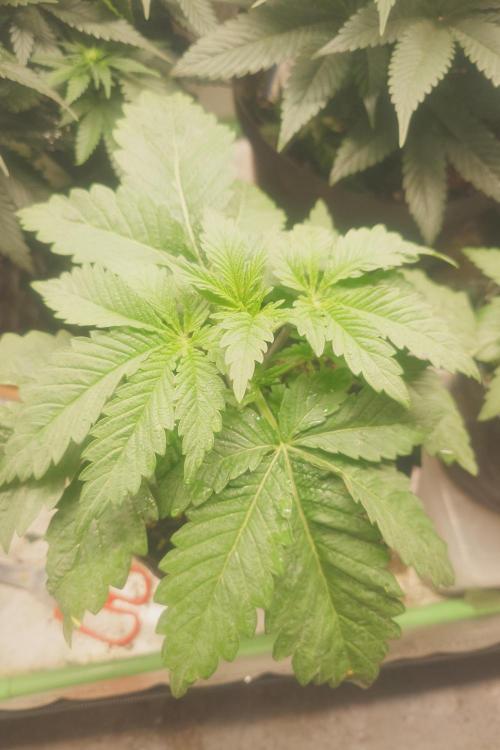 Sticky fruits. Week 6