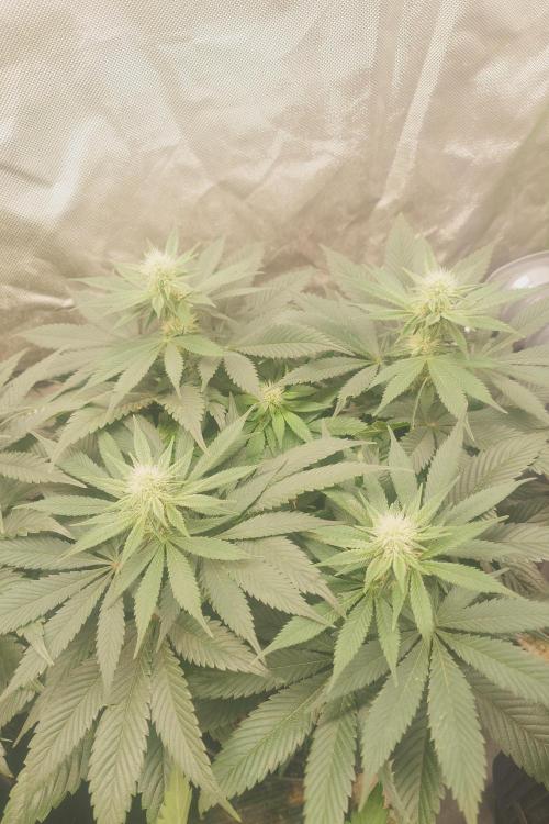 Zamnesia 🙏. Week 12