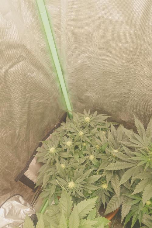 Zamnesia 🙏. Week 12