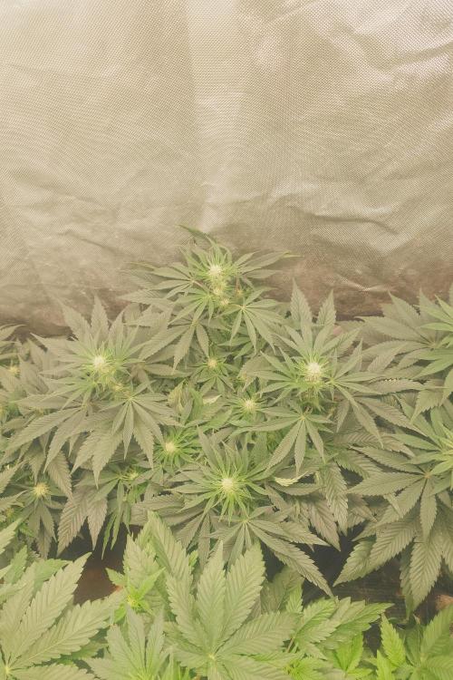 Zamnesia 🙏. Week 12