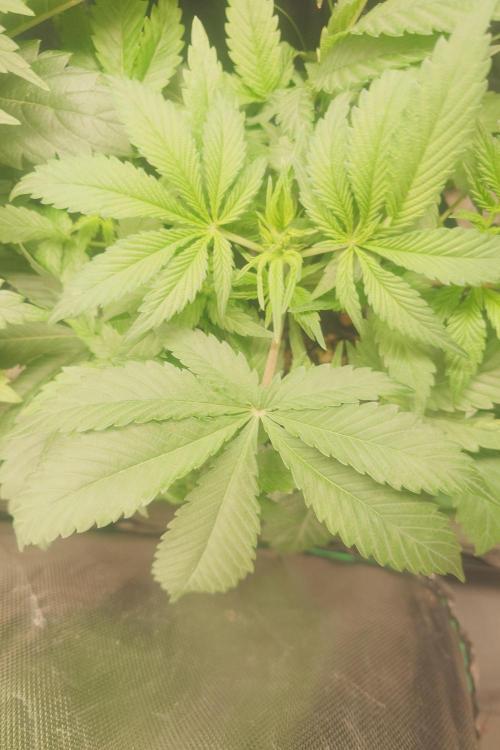 Sticky fruits. Week 7