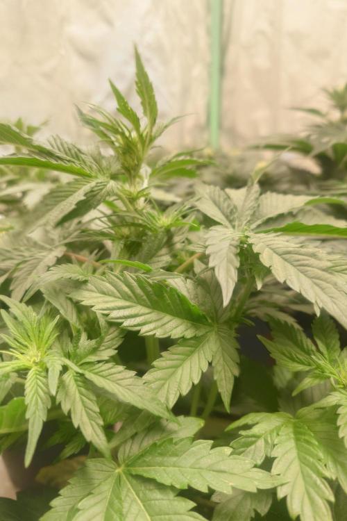 Sticky fruits. Week 7