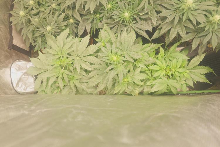 Sticky fruits. Week 7