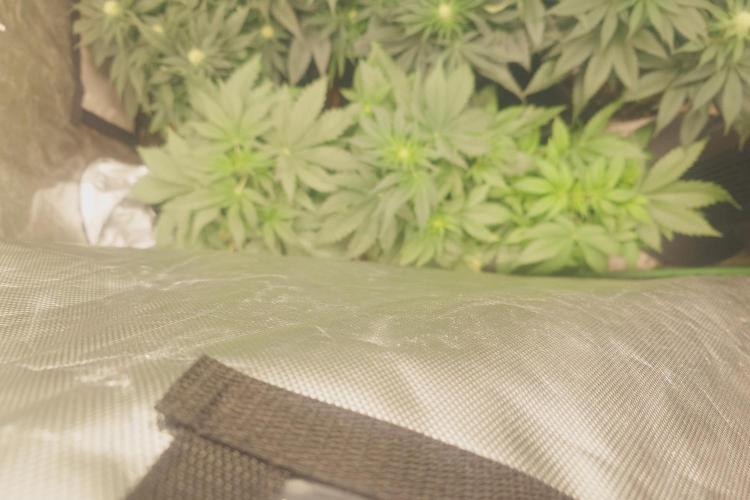 Sticky fruits. Week 7