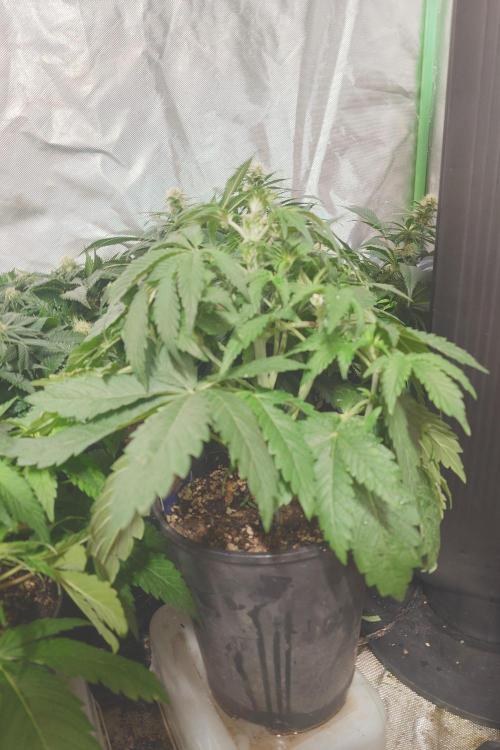 Sticky fruits. Week 7