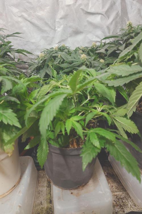 Sticky fruits. Week 7