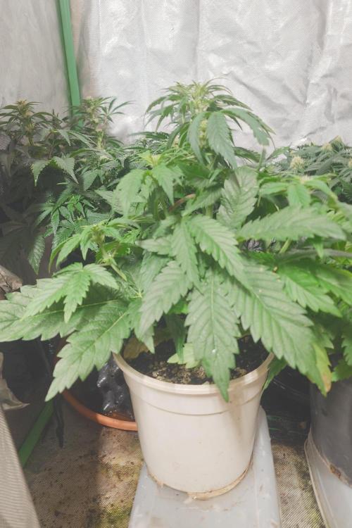 Sticky fruits. Week 7