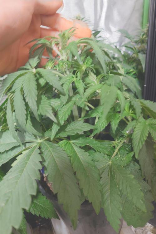 Sticky fruits. Week 7