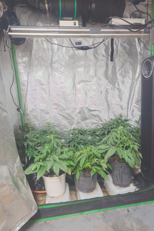 Sticky fruits. Week 7