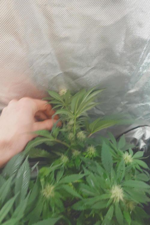 Zamnesia 🙏. Week 12 - Runtz