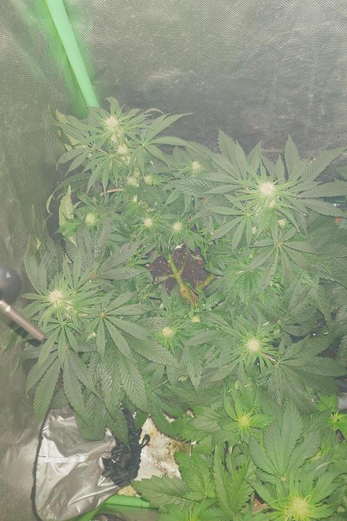 Zamnesia 🙏. Week 12 - Bb3