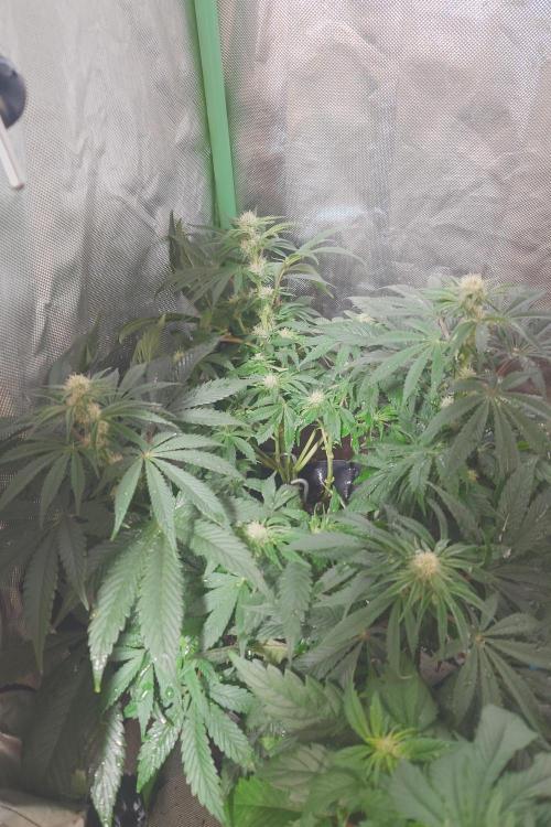 Zamnesia 🙏. Week 12 - Bb3