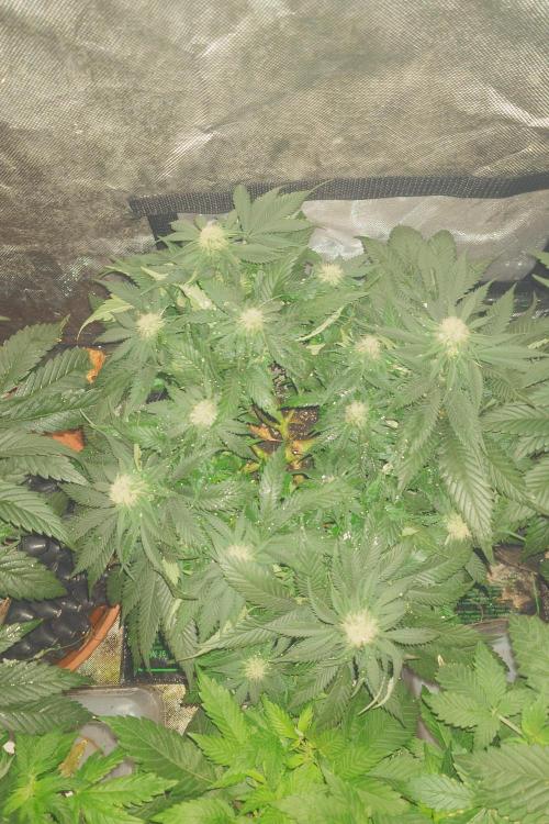 Zamnesia 🙏. Week 12 - Strawberry cough