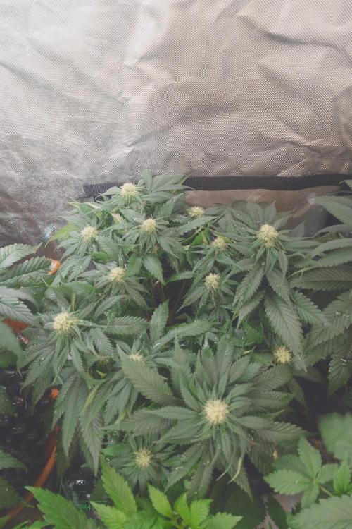 Zamnesia 🙏. Week 12 - Strawberry cough