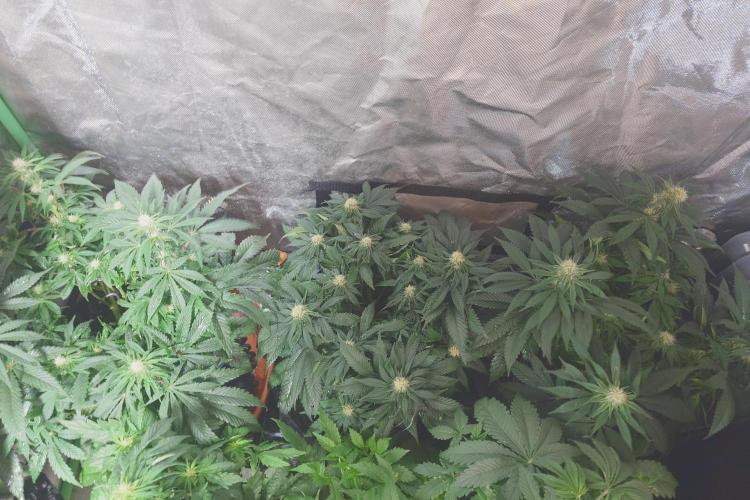 Zamnesia 🙏. Week 12