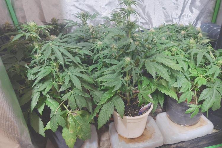 Sticky fruits. Week 8