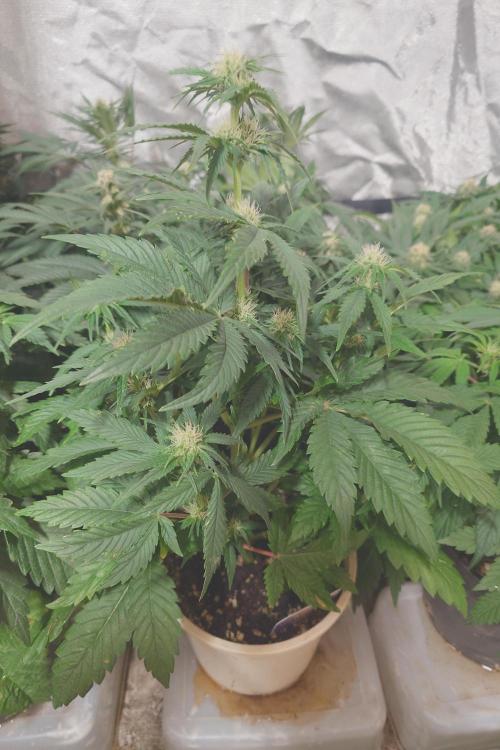 Sticky fruits. Week 8