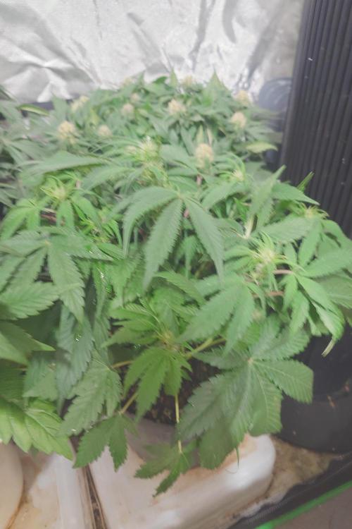 Sticky fruits. Week 8