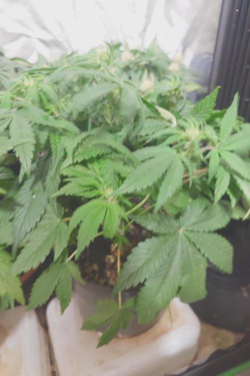 Sticky fruits. Week 8