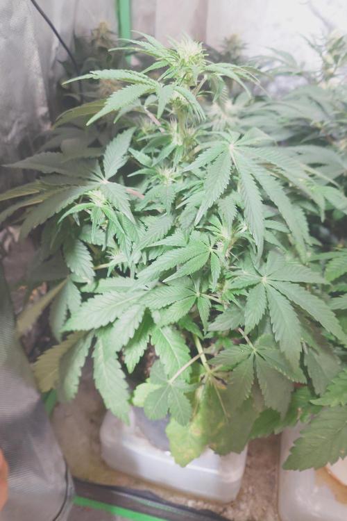 Sticky fruits. Week 8