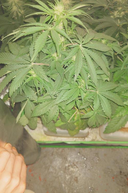 Sticky fruits. Week 8