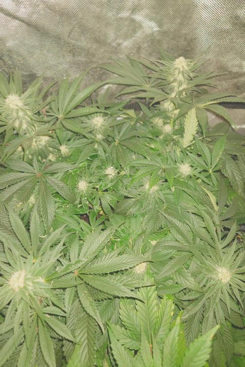 Zamnesia 🙏. Week 13